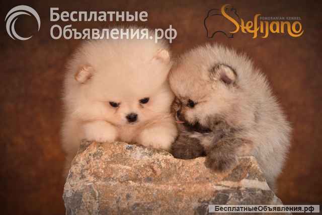 Померанский шпиц Щенки премиум-класса