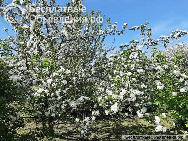 Садовый участок в городе. Аренда.