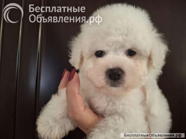 Бишон Фризе Красивые Щенки