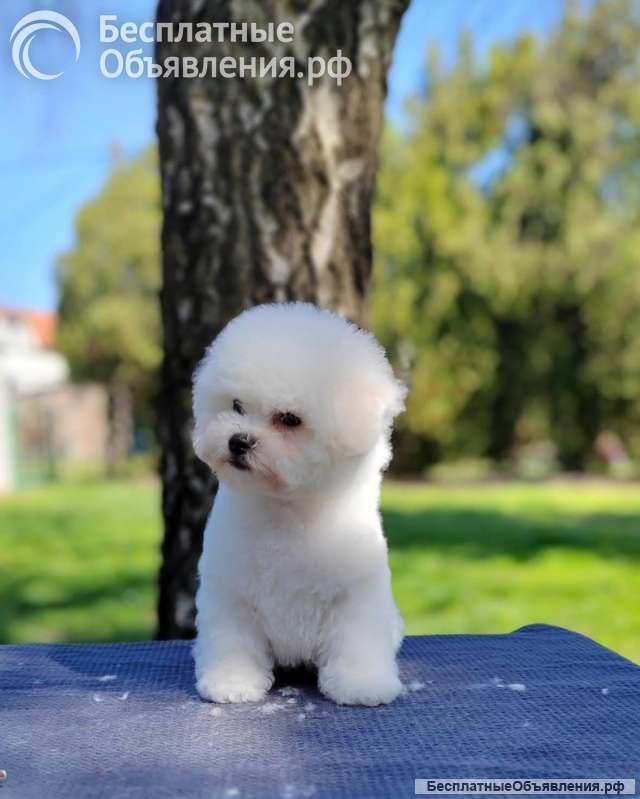 Бишон Фризе Красивые Щенки