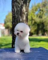 Бишон Фризе Красивые Щенки