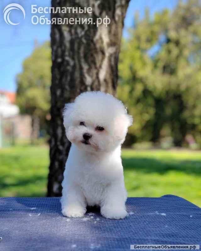 Бишон Фризе Красивые Щенки