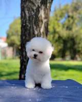 Бишон Фризе Красивые Щенки