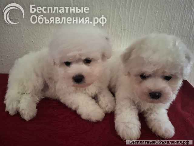 Бишон Фризе Красивые Щенки