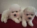 Бишон Фризе Красивые Щенки