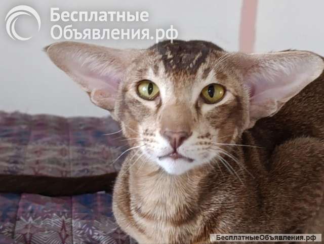 Ориентал Кеша 2.5 года в добрые руки