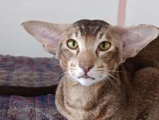 Ориентал Кеша 2.5 года в добрые руки