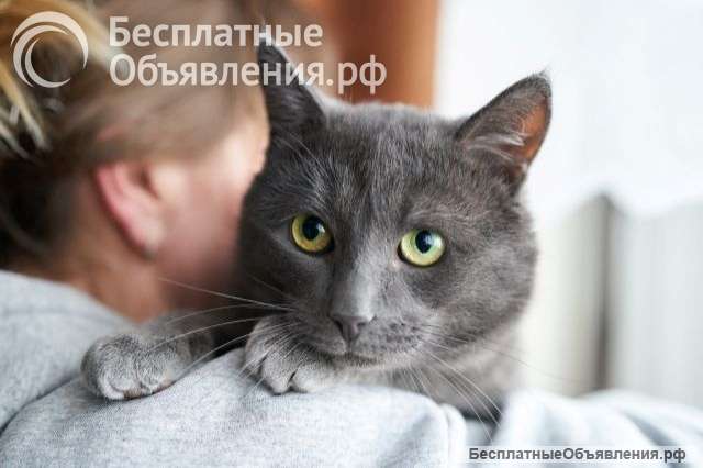 Маффин, серый красавец с мягким сердцем ищет дом