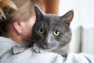 Маффин, серый красавец с мягким сердцем ищет дом