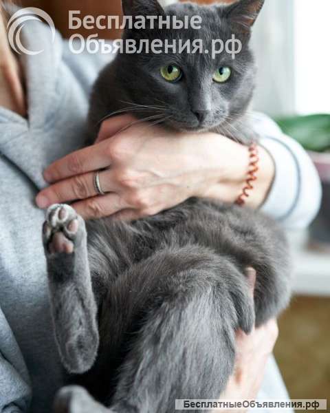 Маффин, серый красавец с мягким сердцем ищет дом