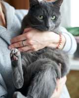 Маффин, серый красавец с мягким сердцем ищет дом