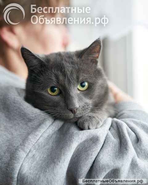 Маффин, серый красавец с мягким сердцем ищет дом