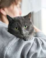 Маффин, серый красавец с мягким сердцем ищет дом