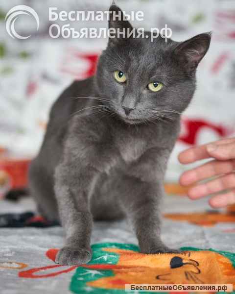 Маффин, серый красавец с мягким сердцем ищет дом