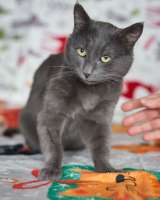 Маффин, серый красавец с мягким сердцем ищет дом