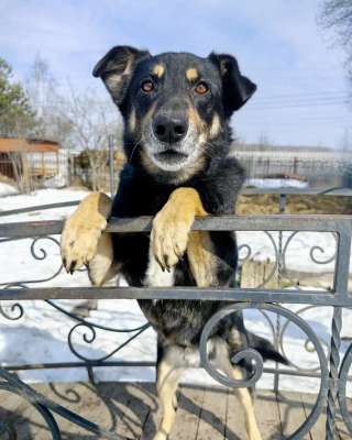 Умный, верный, ласковый пес Жорж ищет дом