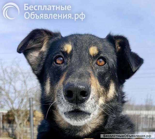 Умный, верный, ласковый пес Жорж ищет дом