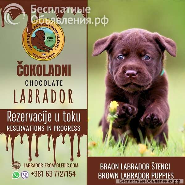 Щенки коричневого лабрадора