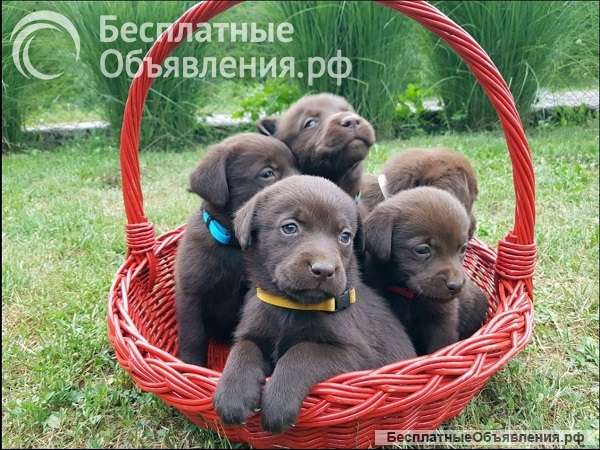 Щенки коричневого лабрадора