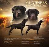 Щенки коричневого лабрадора