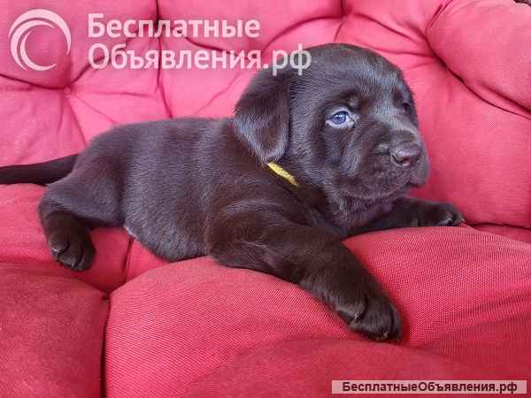 Щенки коричневого лабрадора