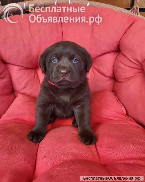 Щенки коричневого лабрадора