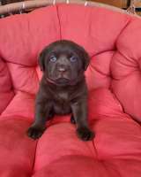 Щенки коричневого лабрадора