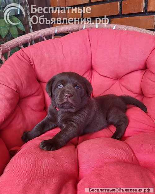 Щенки коричневого лабрадора