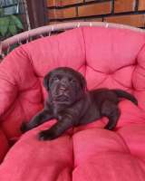 Щенки коричневого лабрадора