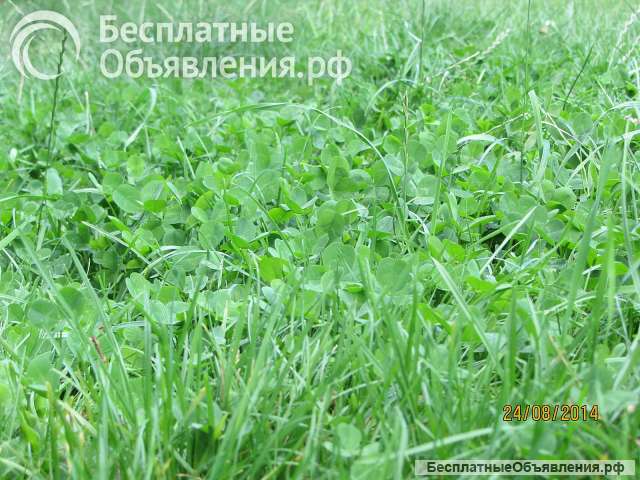 Семена многолетних трав. Газоны.