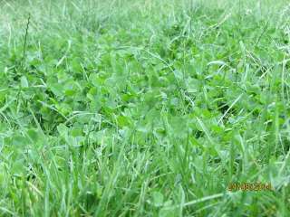 Семена многолетних трав. Газоны.