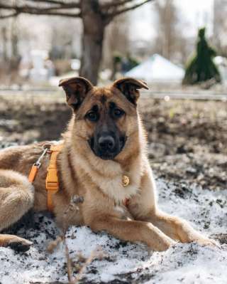 Микки ищет дом