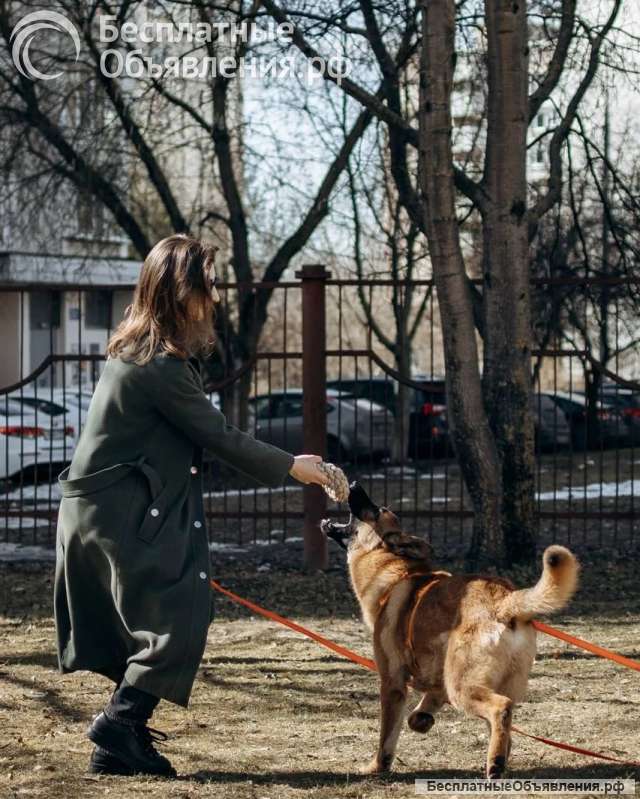 Микки ищет дом