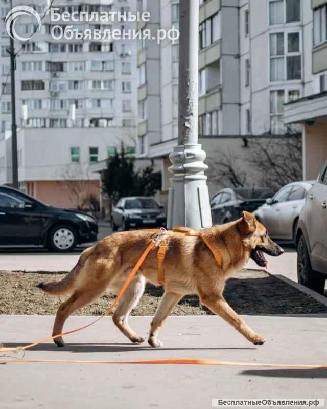 Микки ищет дом