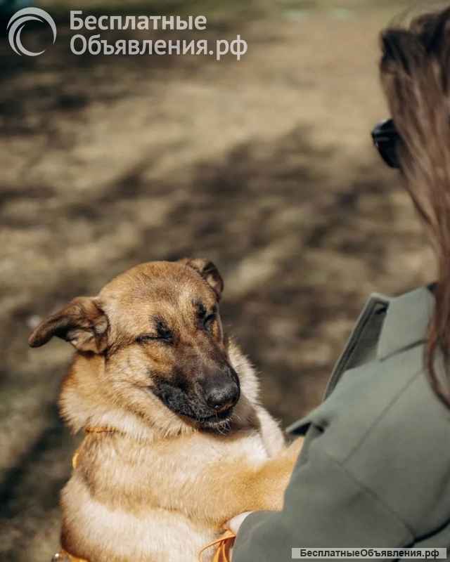 Микки ищет дом