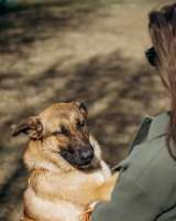 Микки ищет дом