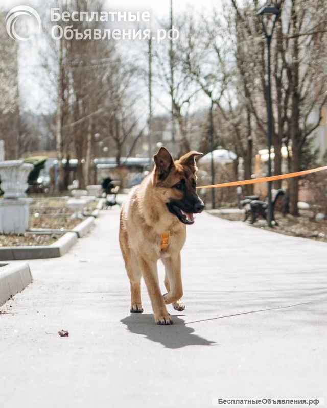 Микки ищет дом