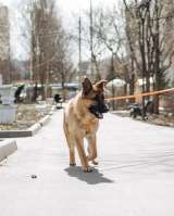 Микки ищет дом