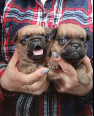 Малый брабансон рыжие мальчики