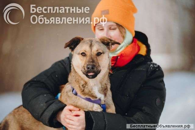 Сади, собака-подросток, которая не умеет любить вполсилы