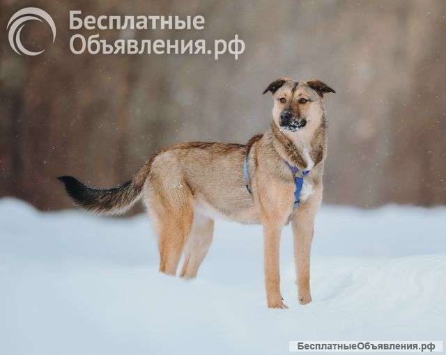 Сади, собака-подросток, которая не умеет любить вполсилы