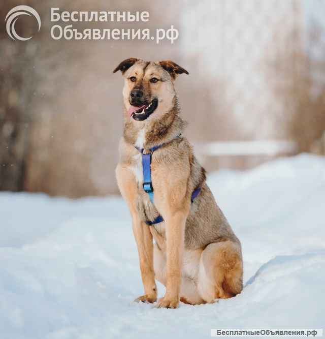 Сади, собака-подросток, которая не умеет любить вполсилы