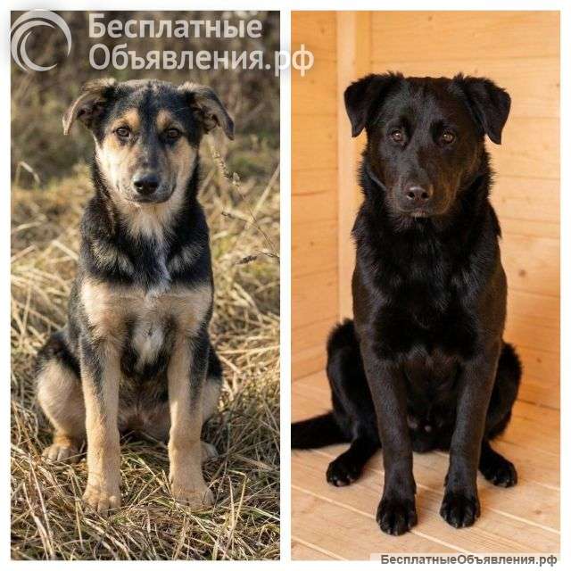 Кира и Миша, ласковые умные щенки-подростки ищут дом