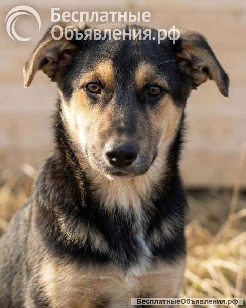 Кира и Миша, ласковые умные щенки-подростки ищут дом