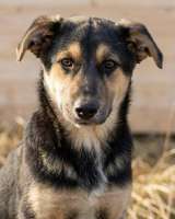 Кира и Миша, ласковые умные щенки-подростки ищут дом