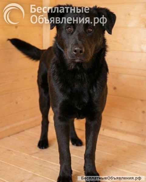 Кира и Миша, ласковые умные щенки-подростки ищут дом