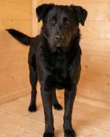 Кира и Миша, ласковые умные щенки-подростки ищут дом