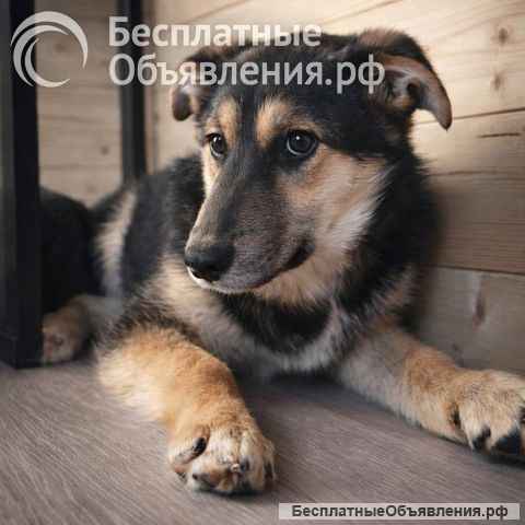 Кира и Миша, ласковые умные щенки-подростки ищут дом