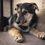 Кира и Миша, ласковые умные щенки-подростки ищут дом