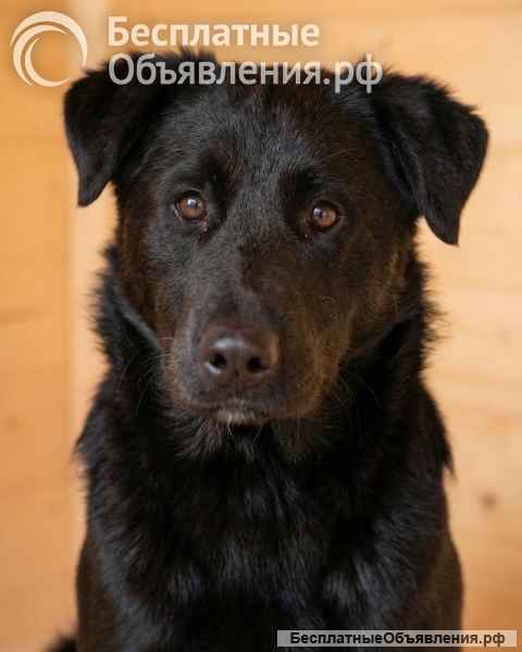 Кира и Миша, ласковые умные щенки-подростки ищут дом